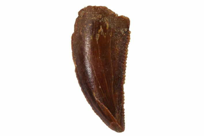 Serrated, Raptor Tooth - Real Dinosaur Tooth #101794